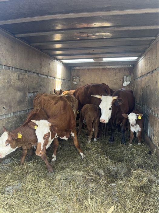 Скотовоз Мал тасу