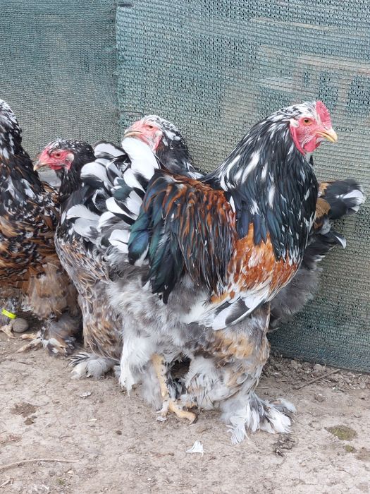 Разплодни яйца от