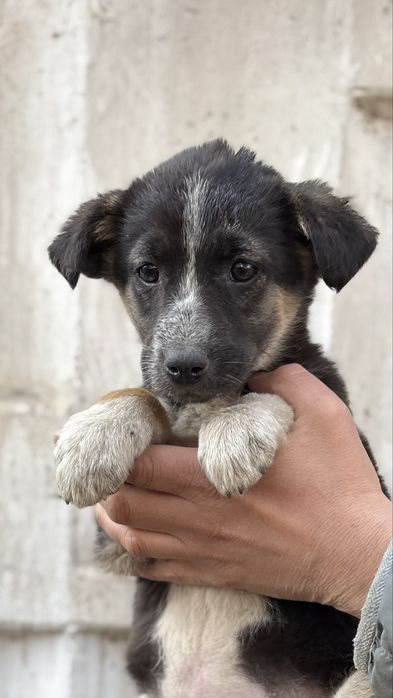 Щенки в добрые ручки