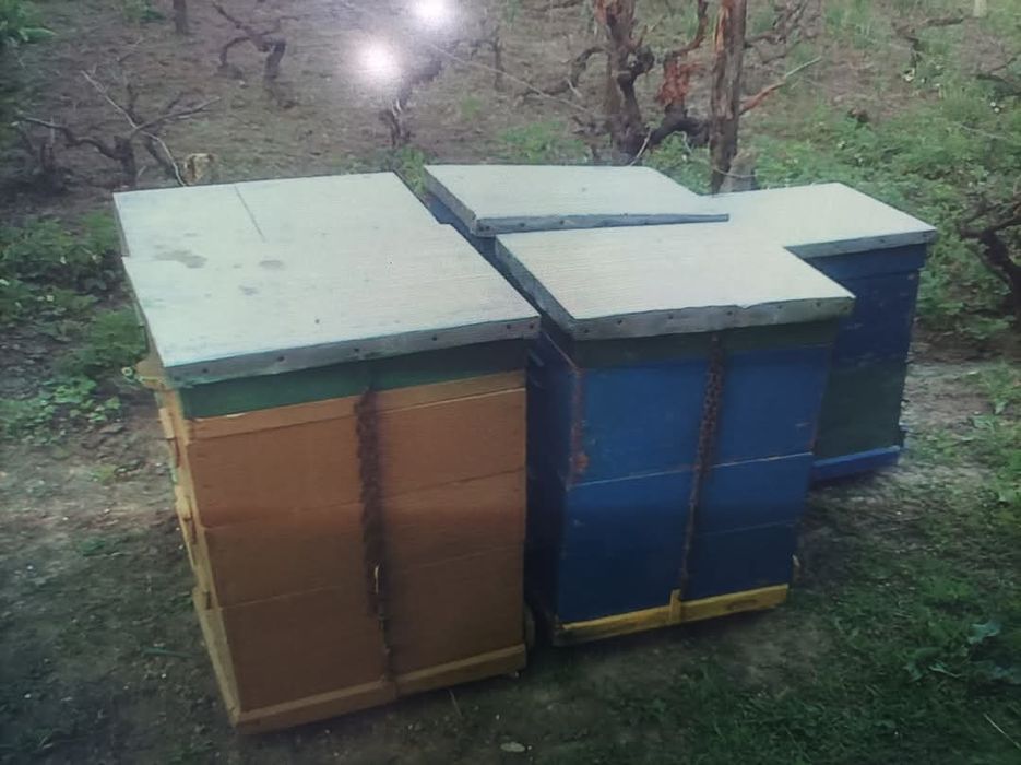 Vand 9 familii albine +2 roiuri, 15 lăzi poliuretan, centrifuga inox ,