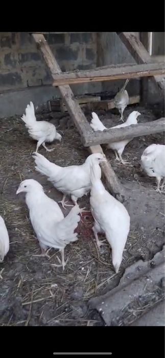 Продам кур несушек
