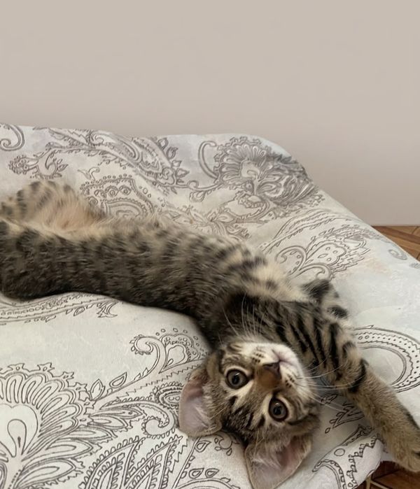 Отдаём котенка в добрые ручки