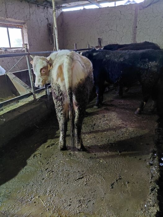 Бордақы бұқалар бар