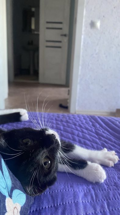 Котенок в добрые руки