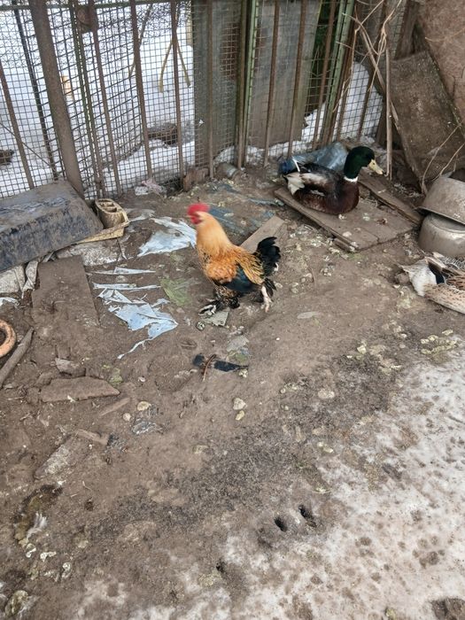 Cocoși pitici disponibili