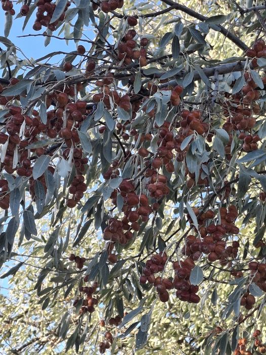 Жиде сатылады  ірі дәмді 2000тг кг.