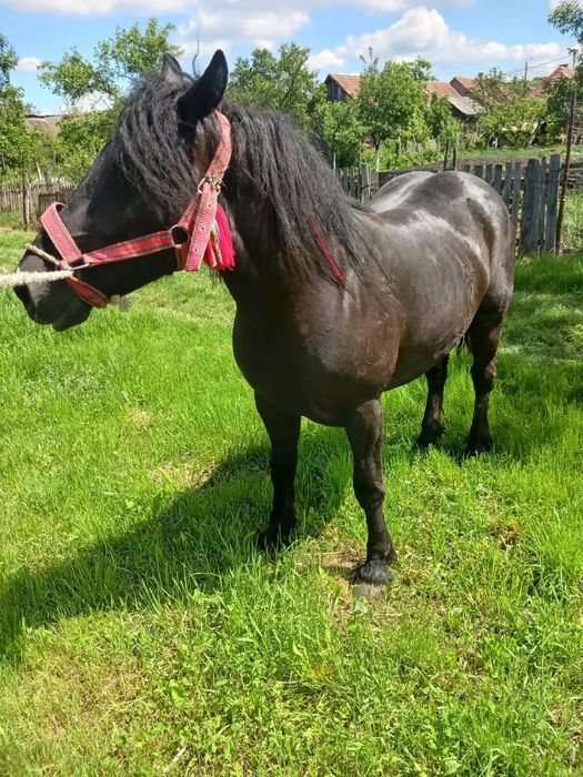 Manzuca de vanzare din linia miutescu