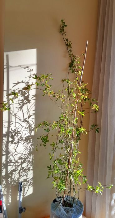 Poза Лейди Банкс