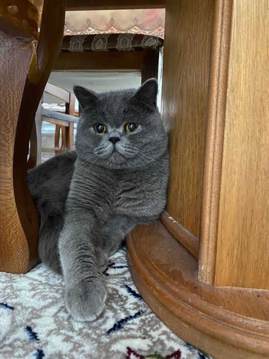 Британские котята премиум-класса