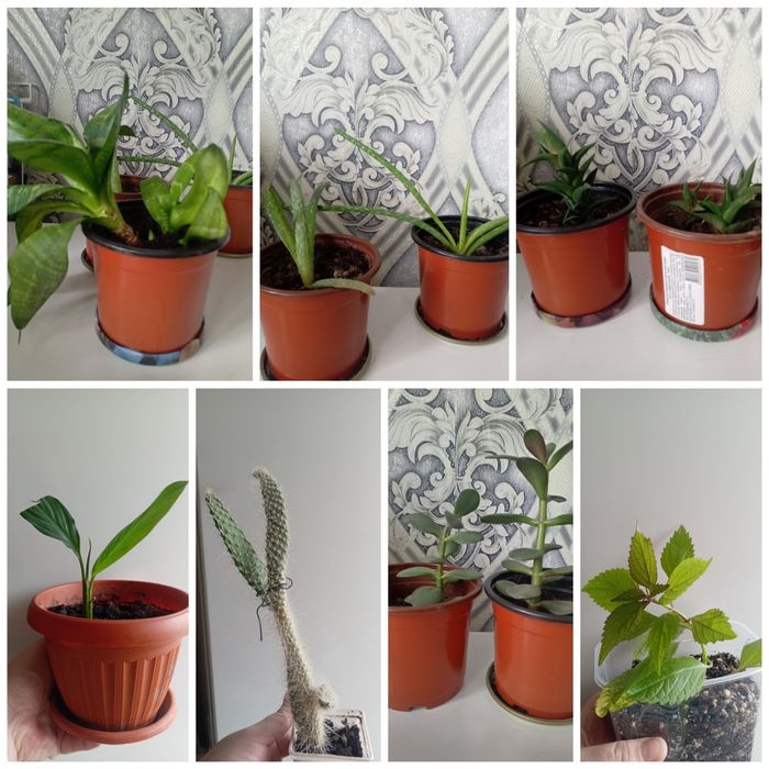 Комнатные растения