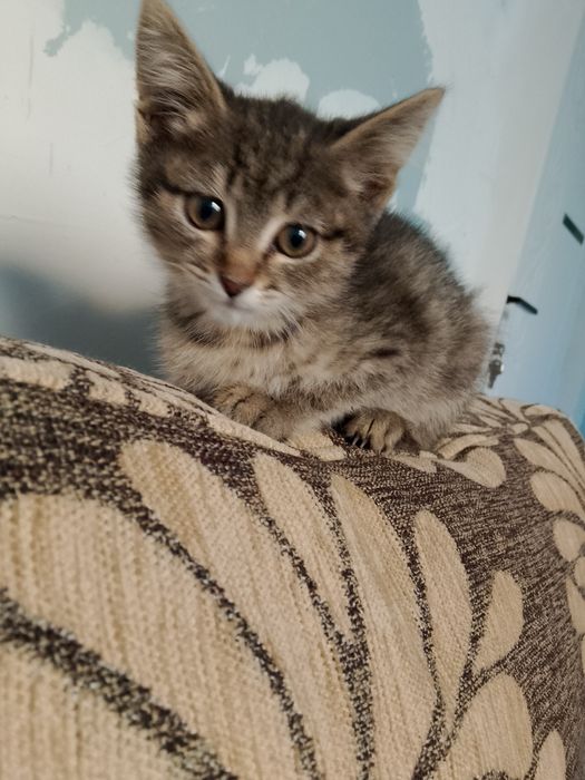 Котята в очень добрые ручки