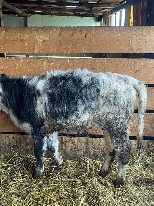 Vitei diferite marimi