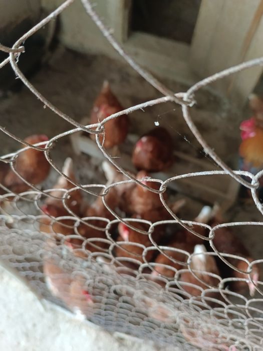 Продам Куриц Ломан Браун
