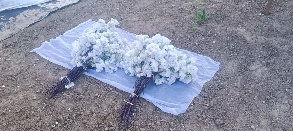 Хитой суний гуллари