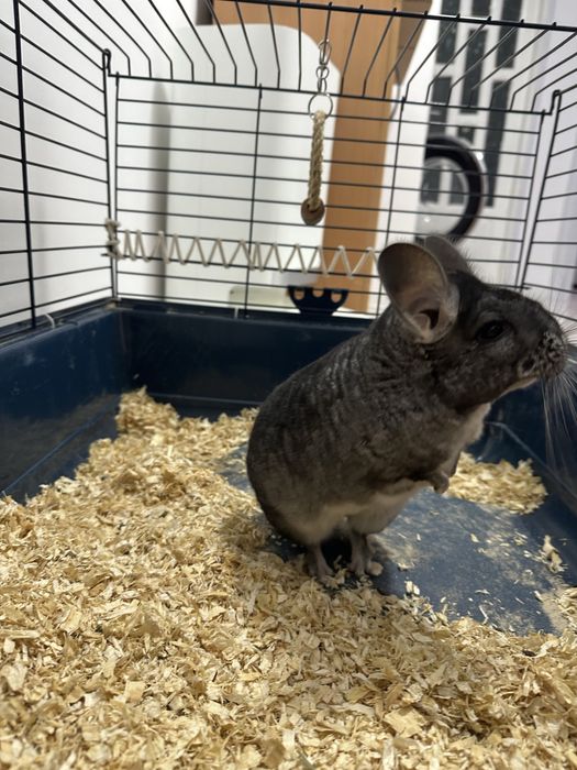 Vand Chinchilla + Cusca echipata