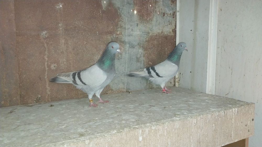 Бакинские Голуби