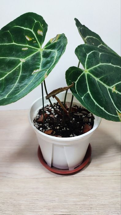 Антуриум кристаллинум гибрид