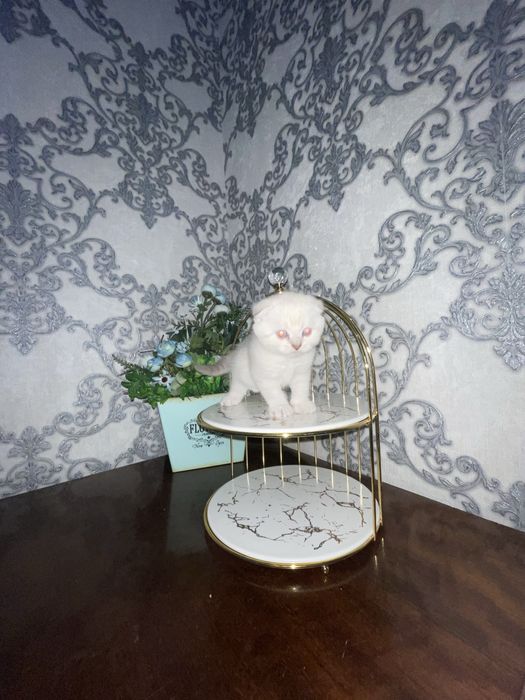 Skotish fold / Скотиш фолд