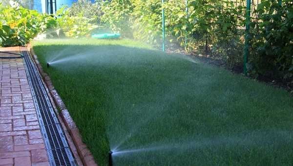 Озеленение территорий газон Полив