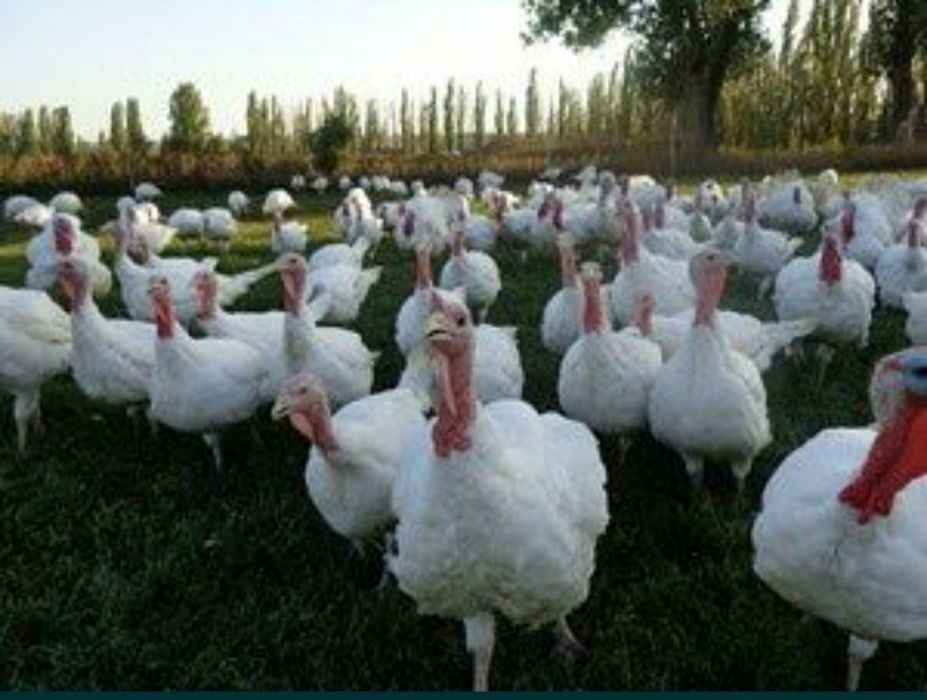 Индюшата бройлерные биг 6. Бройлерные индюки биг 6. Индюк бройлер вес. Индейка бройлерная биг 6. Индюки кобб 500.