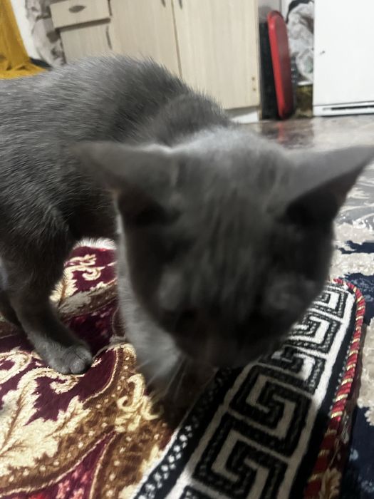 Мушук Сотилади срочно