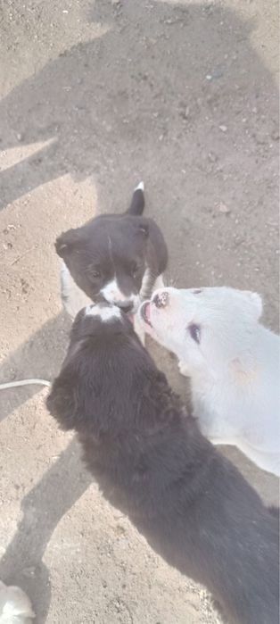 Продаются щенки Төбета