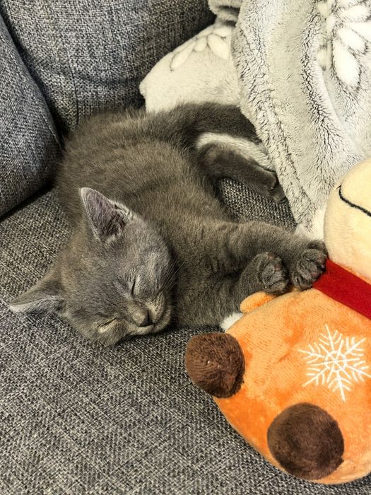 Коте търси дом - спешно