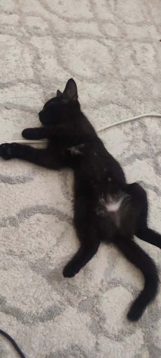 Отдам котенка в добрые руки