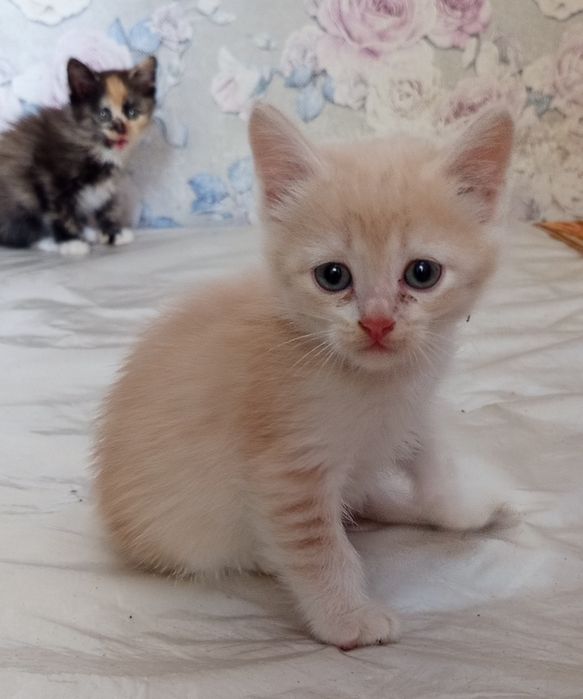 Отдам котят 1.5 месяца