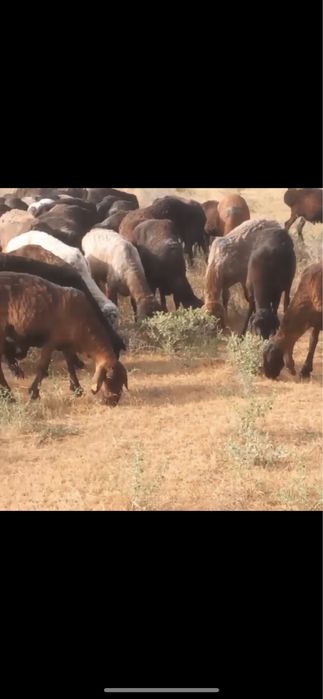 Тоқтылар Сатылады