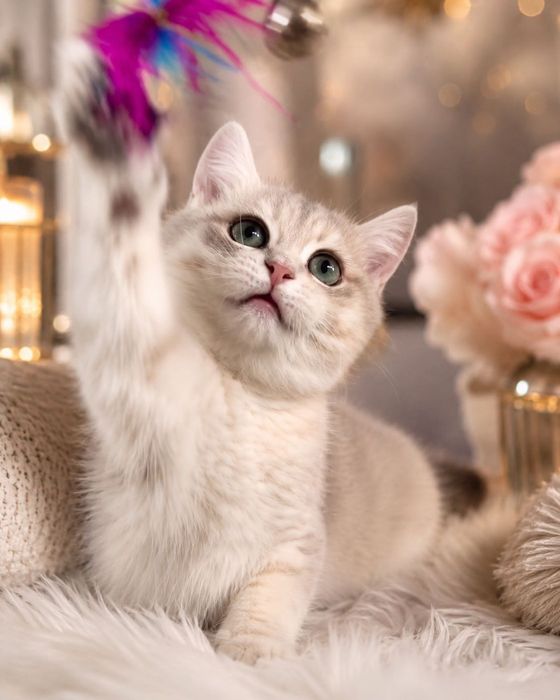 Британский котенок с документами.