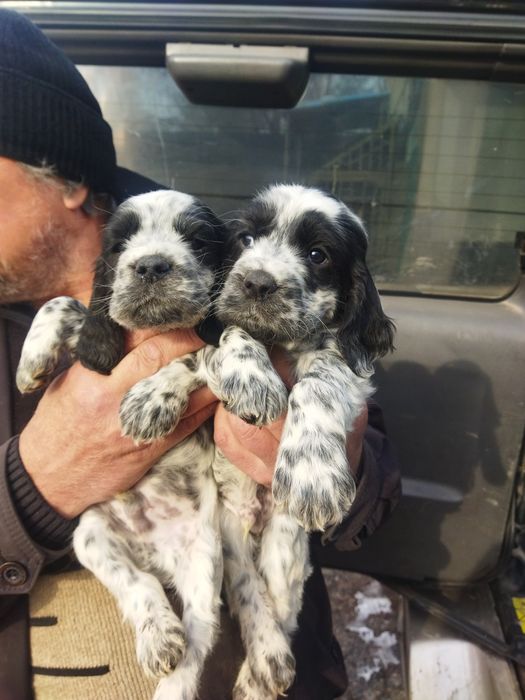 Щенки русского спониеля