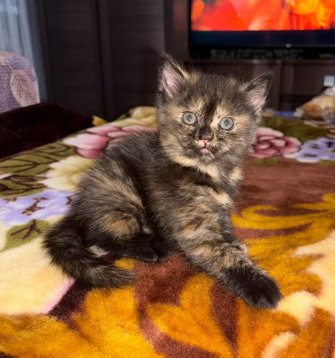 Британская кошечка