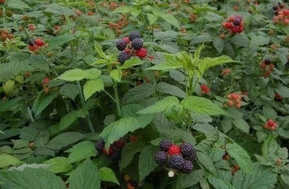 Чёрная малина (саженцы)