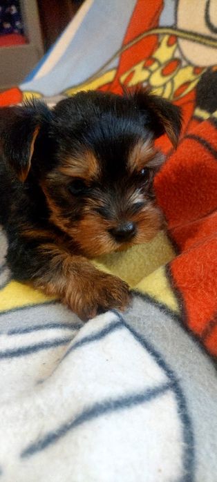 Yorkshire Terrier mascul