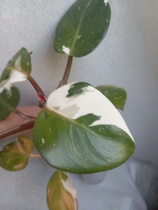 Филодендрон white knight