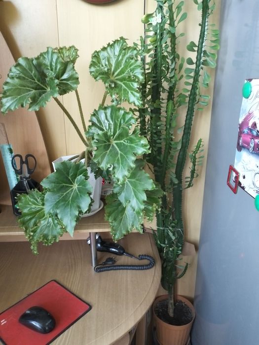 Цветы домашние разные