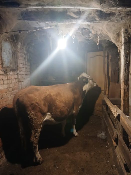 Продам корову на мясо