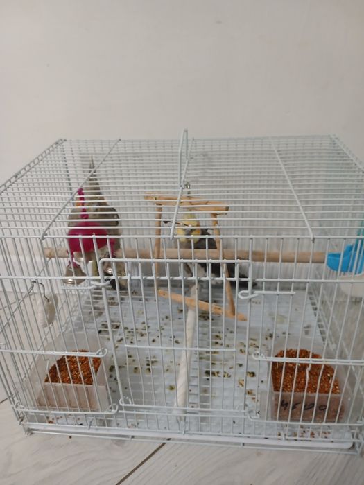 Продам 2 карел рабочая пара