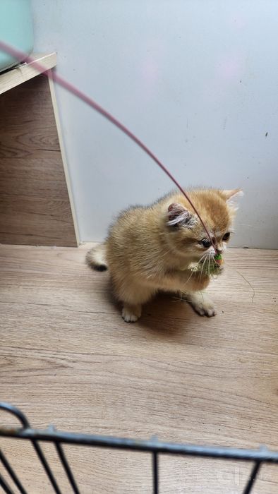 Мушукчалар. Котята. Британец золото
