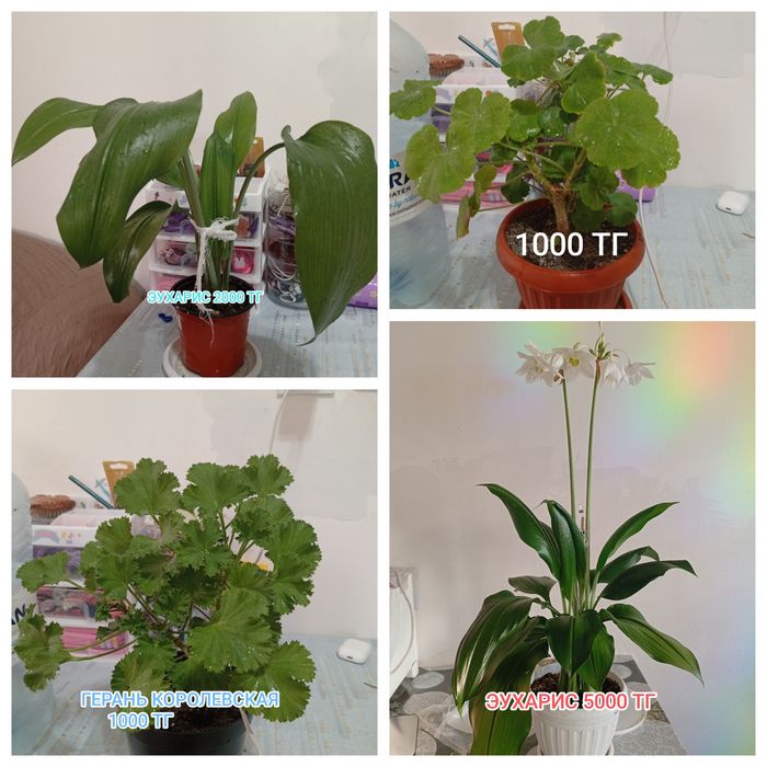 Продам домашние цветы