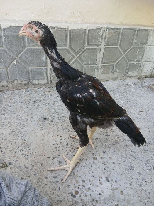 Dakan xoʻrzchalar sotiladi