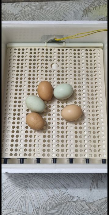 Inkubator Avtomat Sotiladi 36 talik Yangi