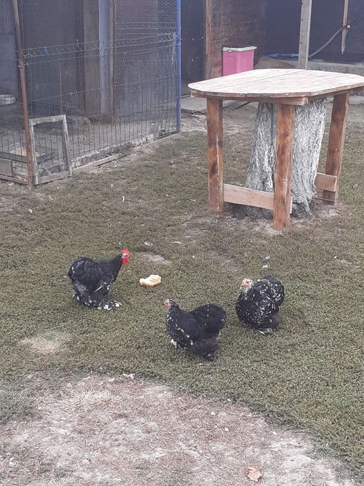 Cocoși cochinchina pitic