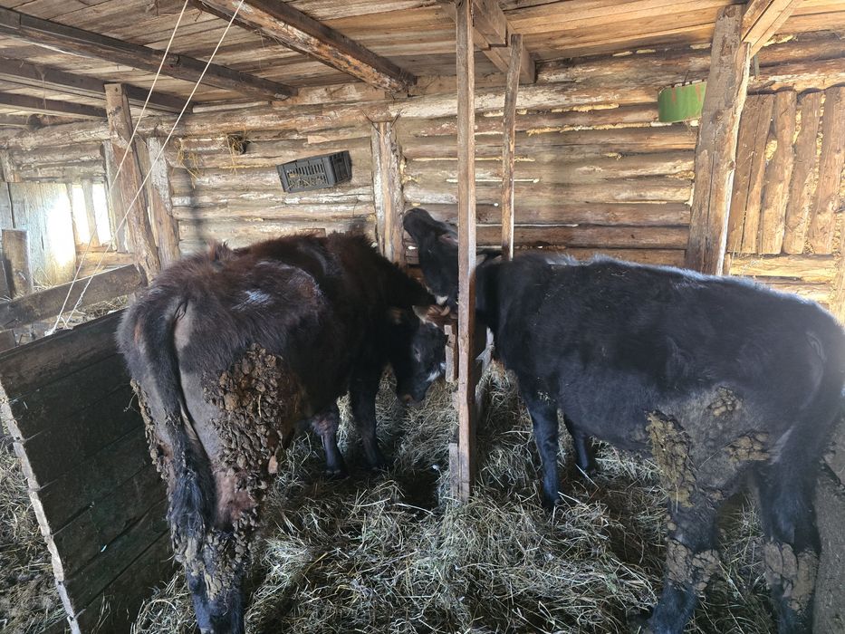 Продаю бычков,бұқалар сатылады