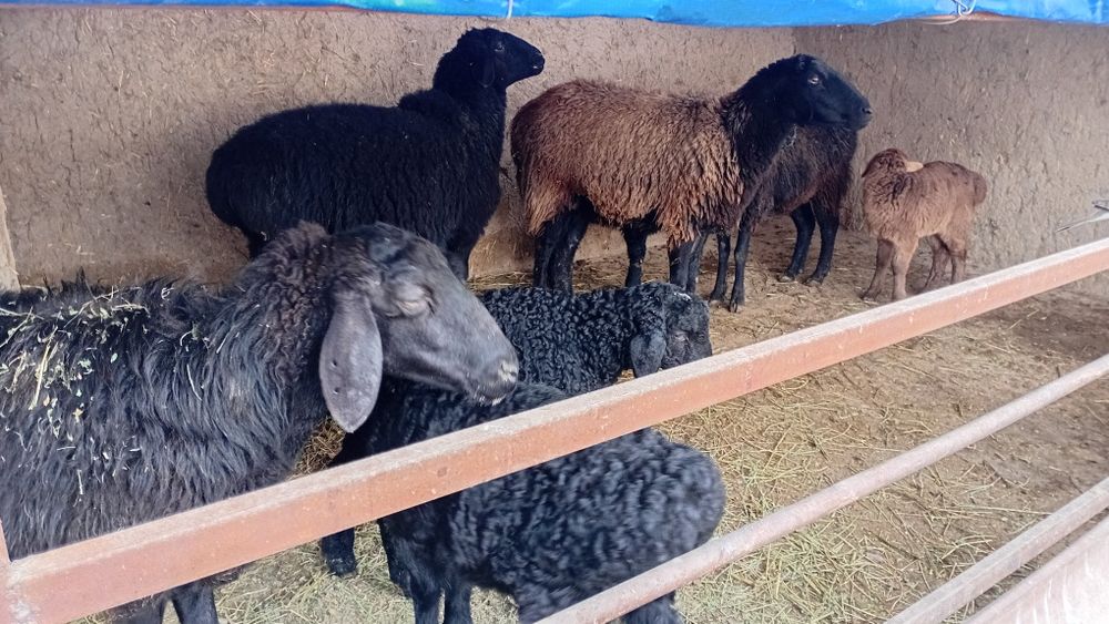 Она бола куйлар.