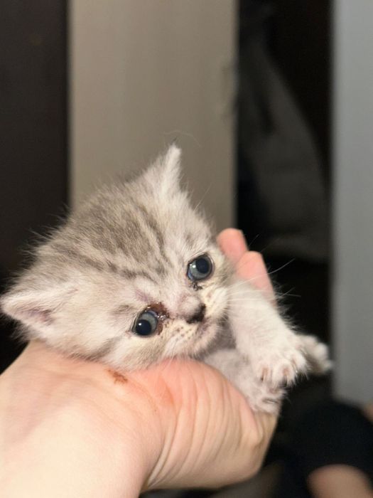 Продам котенка британка