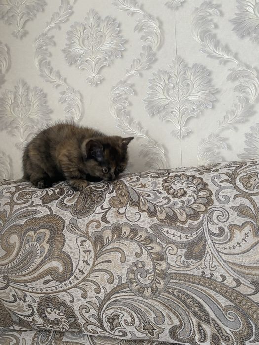 Отдам котенка девочку