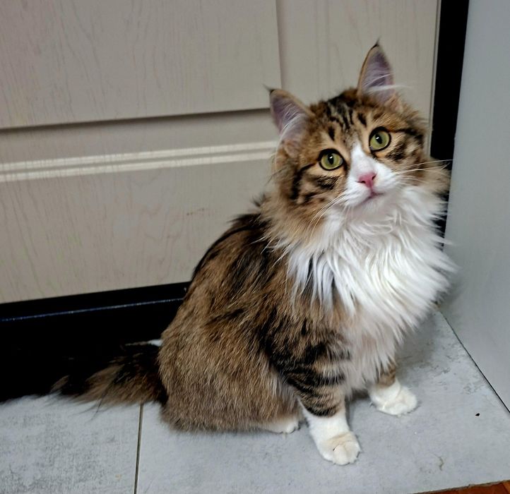 Очень ласковый котик  Лева 6 месяцев .Кастрирован