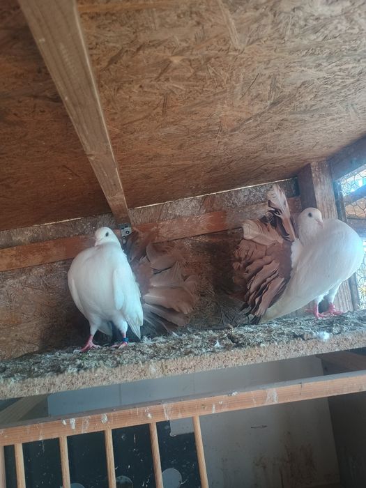 Porumbei voltati/pava coada neagra si rosie